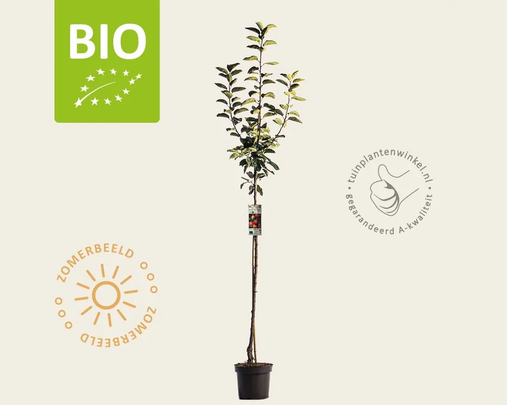 Bestseller | Malus domestica ‘Gala‘ - BIO halfstam