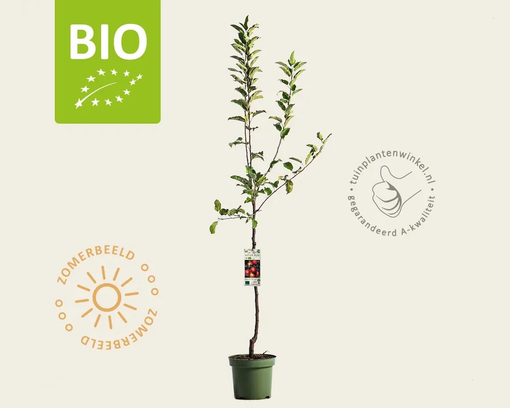 Malus domestica ‘Gala‘ - BIO laagstam - Hoog gewaardeerd