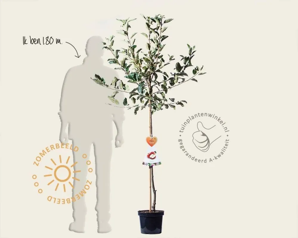 Nieuw in de shop - Malus domestica ‘Gala‘ - halfstam