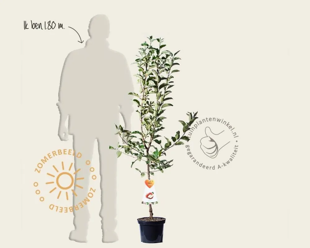 Beste prijs | Malus domestica ‘Gala‘ - laagstam