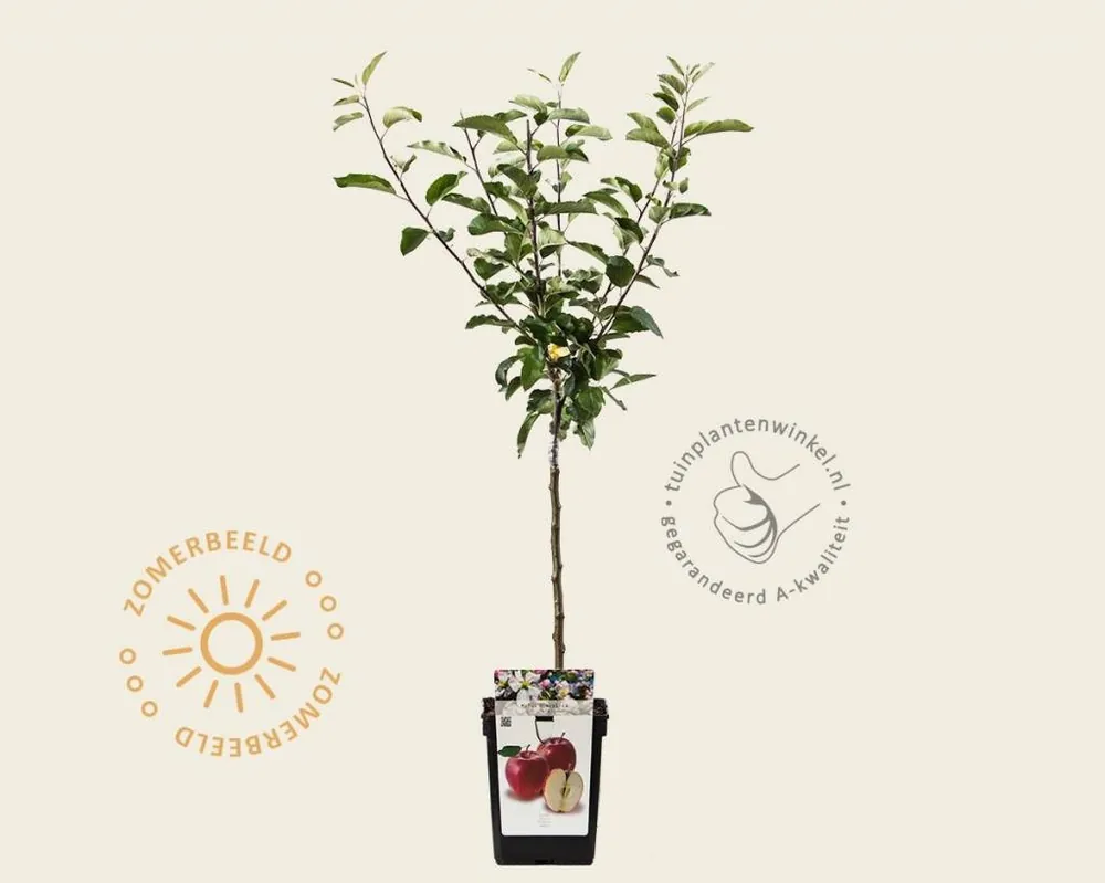 Malus domestica ‘Gala‘ - mini | Aanrader