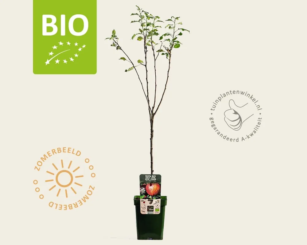 Nieuw binnengekomen - Malus domestica ‘Gala‘ - BIO mini