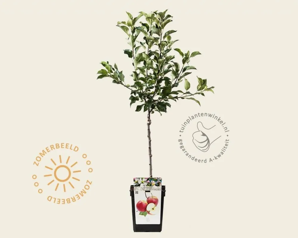 Extra voordeel - Malus domestica ‘Galina‘ - mini