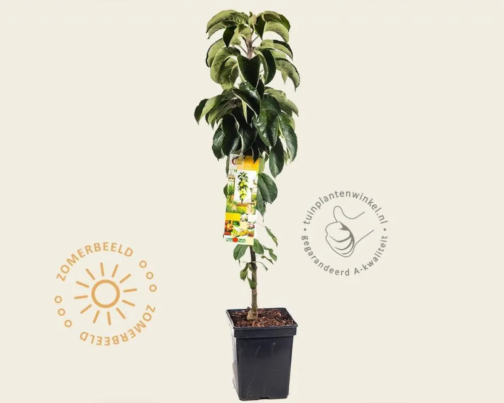 Malus domestica ‘Gold Sensation‘ - zuilvorm | Meest verkocht