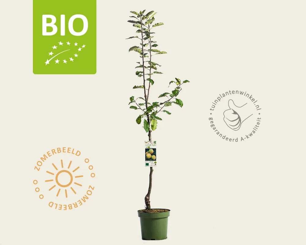 Malus domestica ‘Golden Delicious‘ - BIO laagstam | Nu kopen