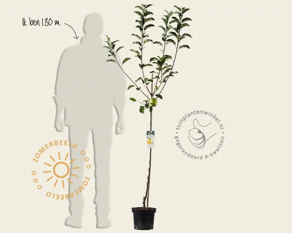 Malus domestica ‘Golden Delicious‘ - halfstam - Direct leverbaar