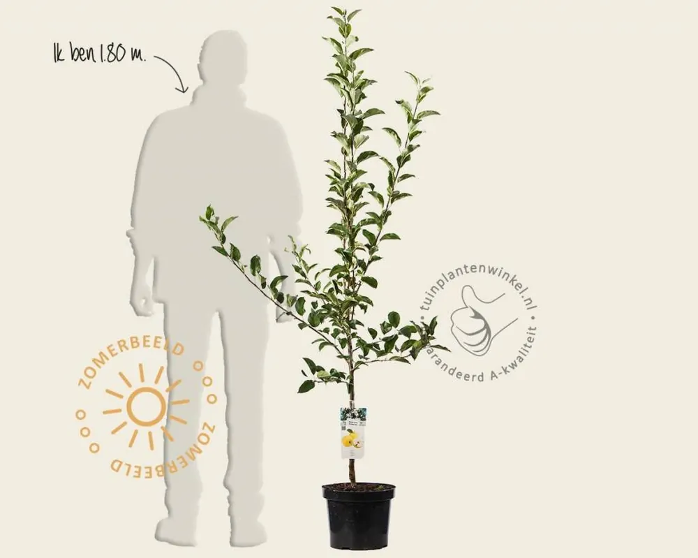Veel gevraagd | Malus domestica ‘Golden Delicious‘ - laagstam