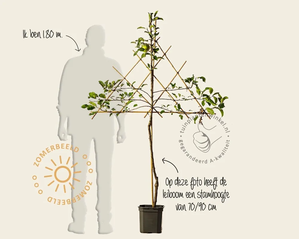 Veilige betaling | Malus domestica ‘Golden Delicious‘ - lei-vorm