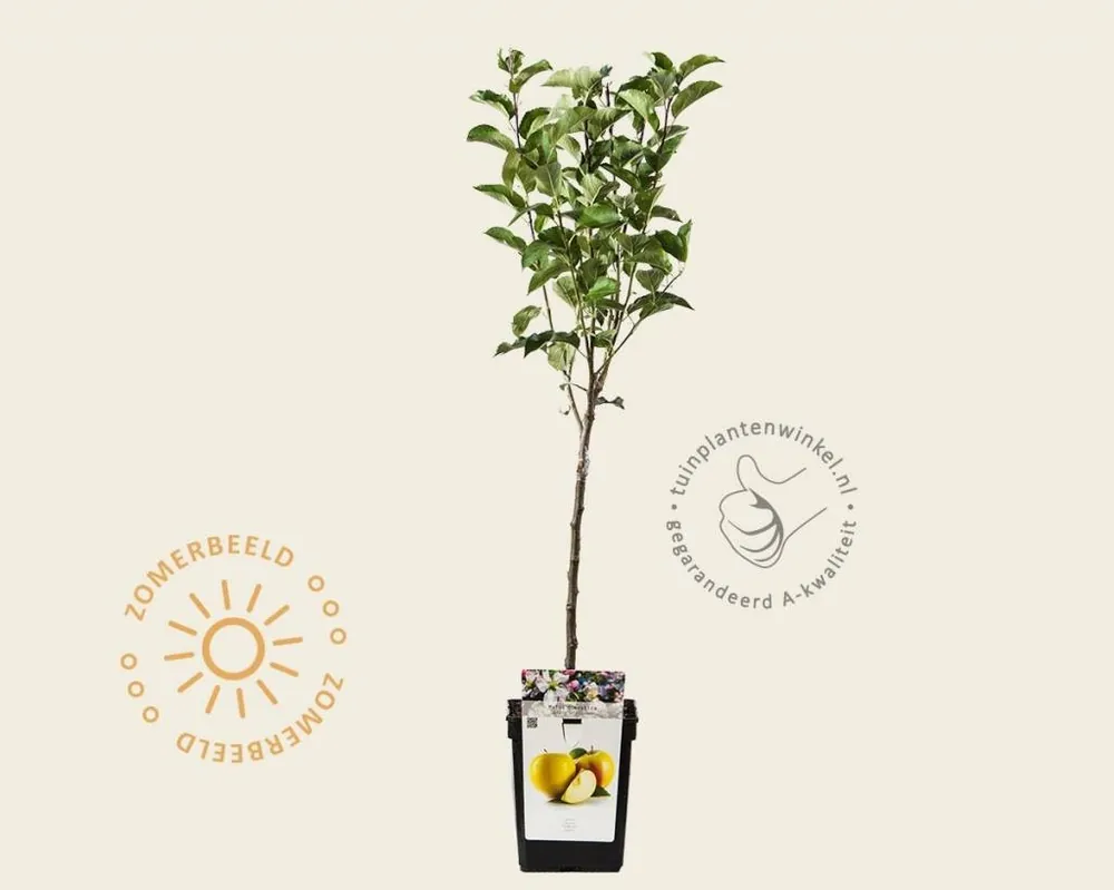 Malus domestica ‘Golden Delicious‘ - mini | Dagdeal