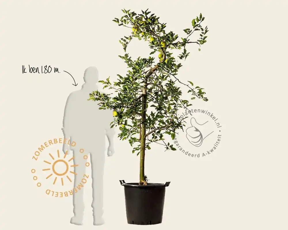 Malus domestica ‘Golden Delicious‘ - oude laagstam - Direct kopen