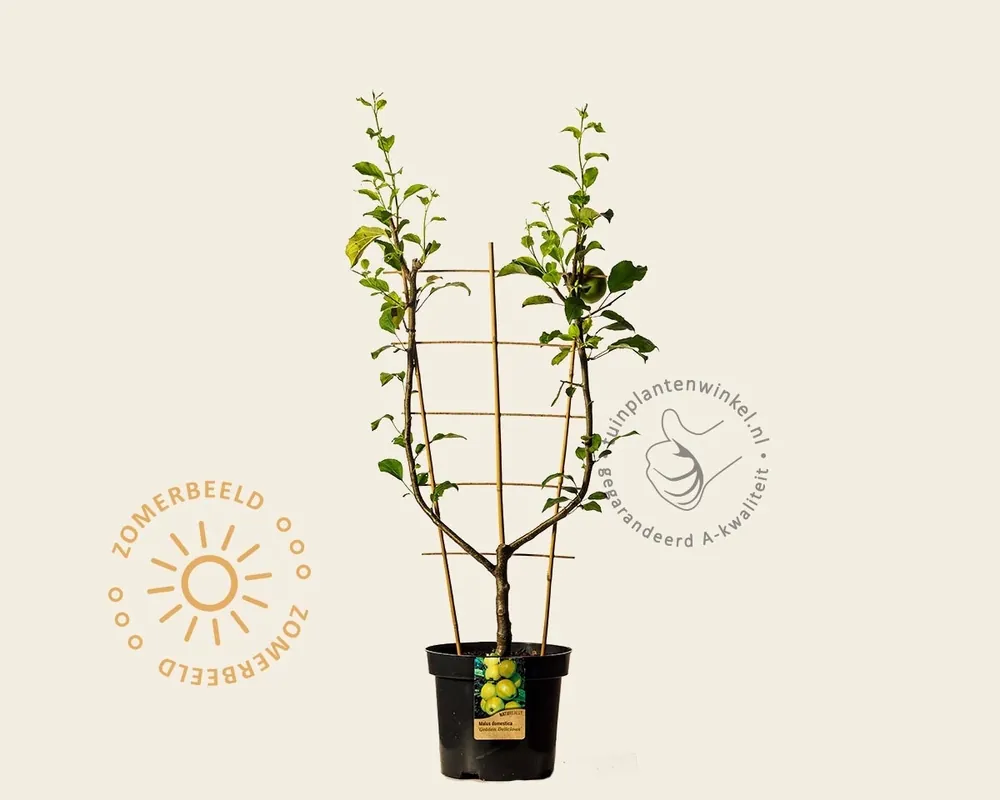 Direct van de fabrikant - Malus domestica ‘Golden Delicious‘ - U-vorm