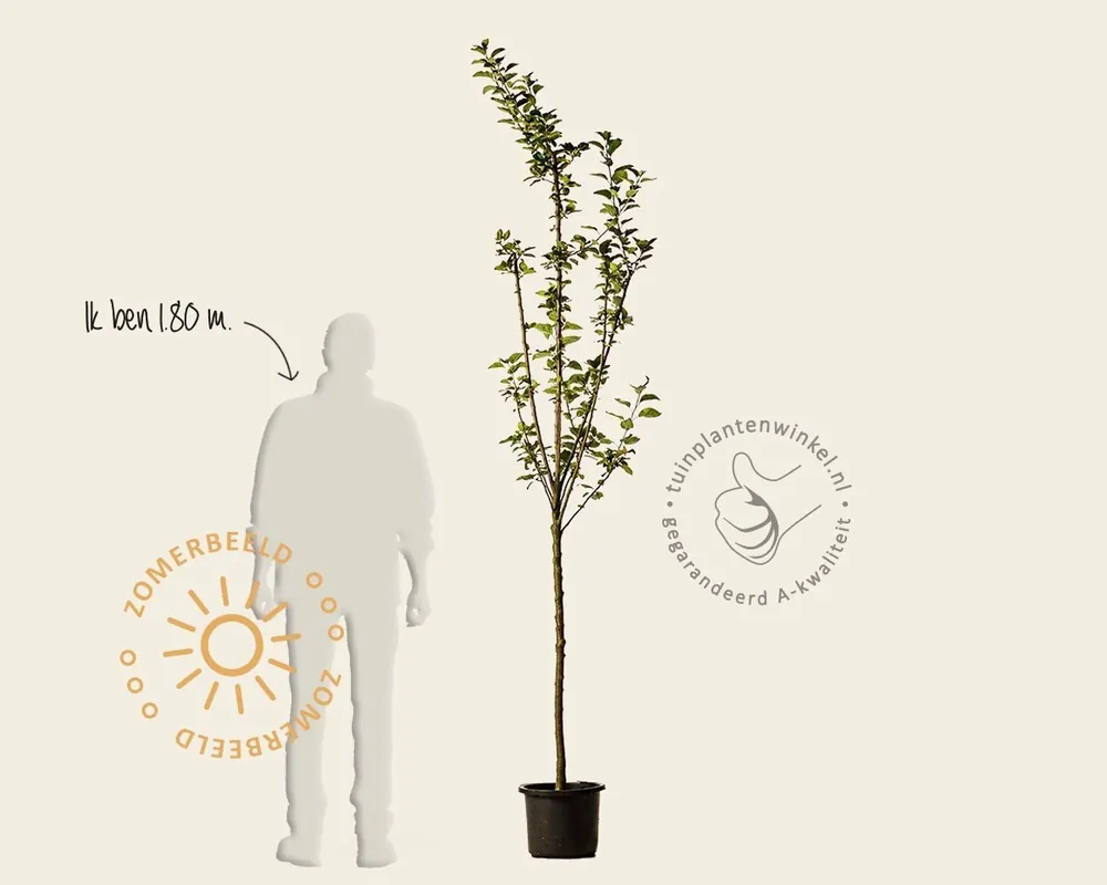 Malus domestica ‘Golden Pearmain‘ - halfstam | Actie