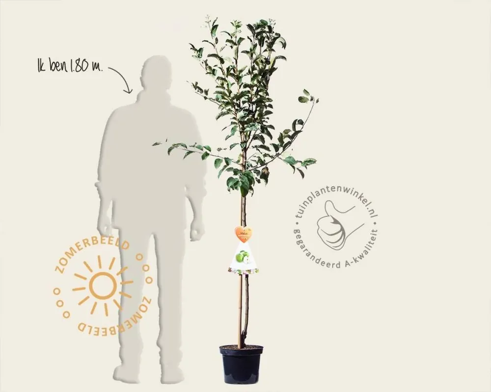Malus domestica ‘Granny Smith‘ - halfstam | Meest verkocht