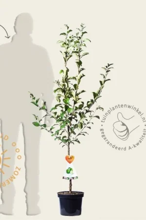 Aanbieding loopt bijna af | Malus domestica ‘Granny Smith‘ - laagstam
