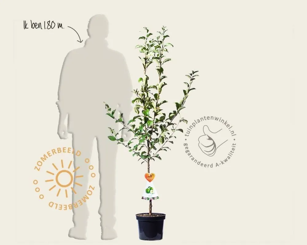 Aanbieding loopt bijna af | Malus domestica ‘Granny Smith‘ - laagstam
