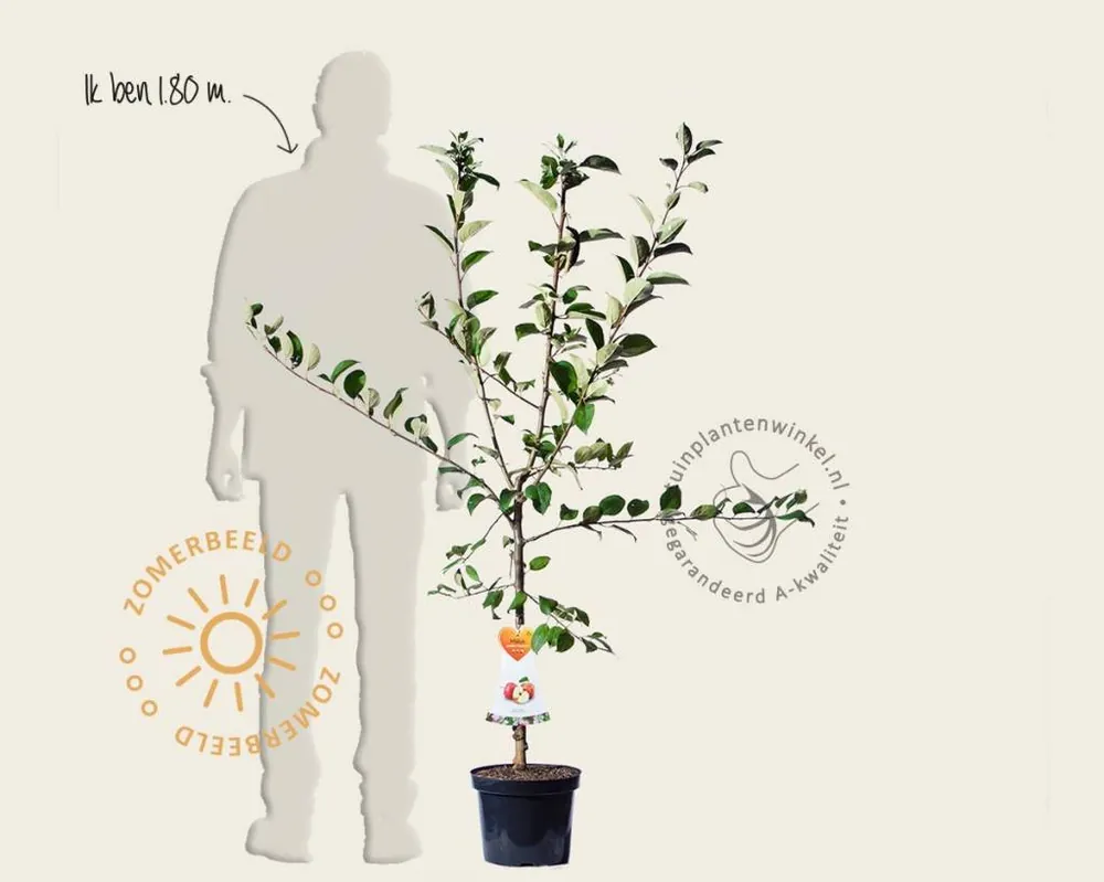 Malus domestica ‘Gravenstein‘ - laagstam - Beste prijs