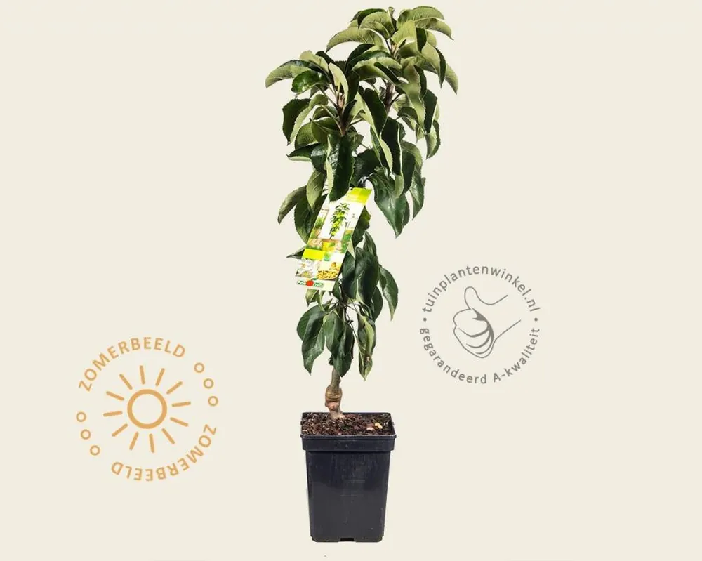 Premium | Malus domestica ‘Green Sensation‘ - zuilvorm