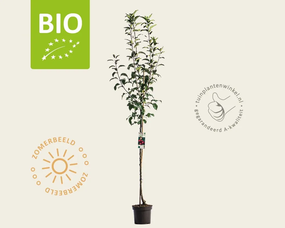 Malus domestica ‘Ida Red‘ - BIO halfstam - Deal
