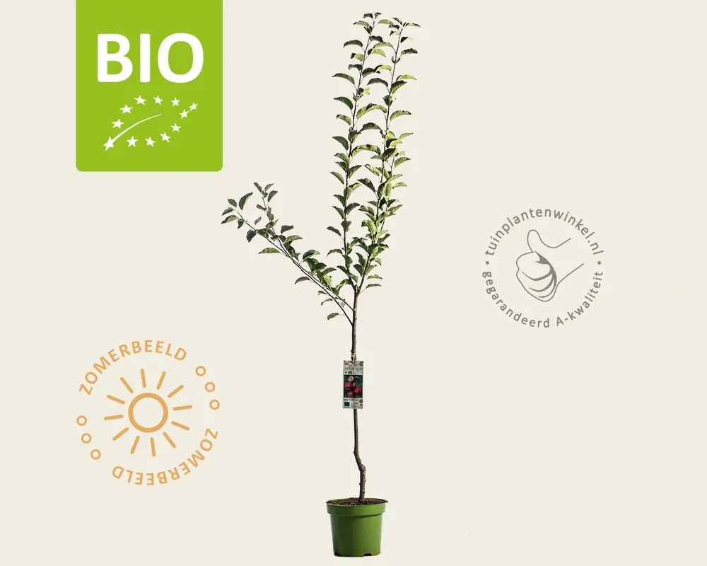 Malus domestica ‘Ida Red‘ - BIO laagstam | Populair bij klanten