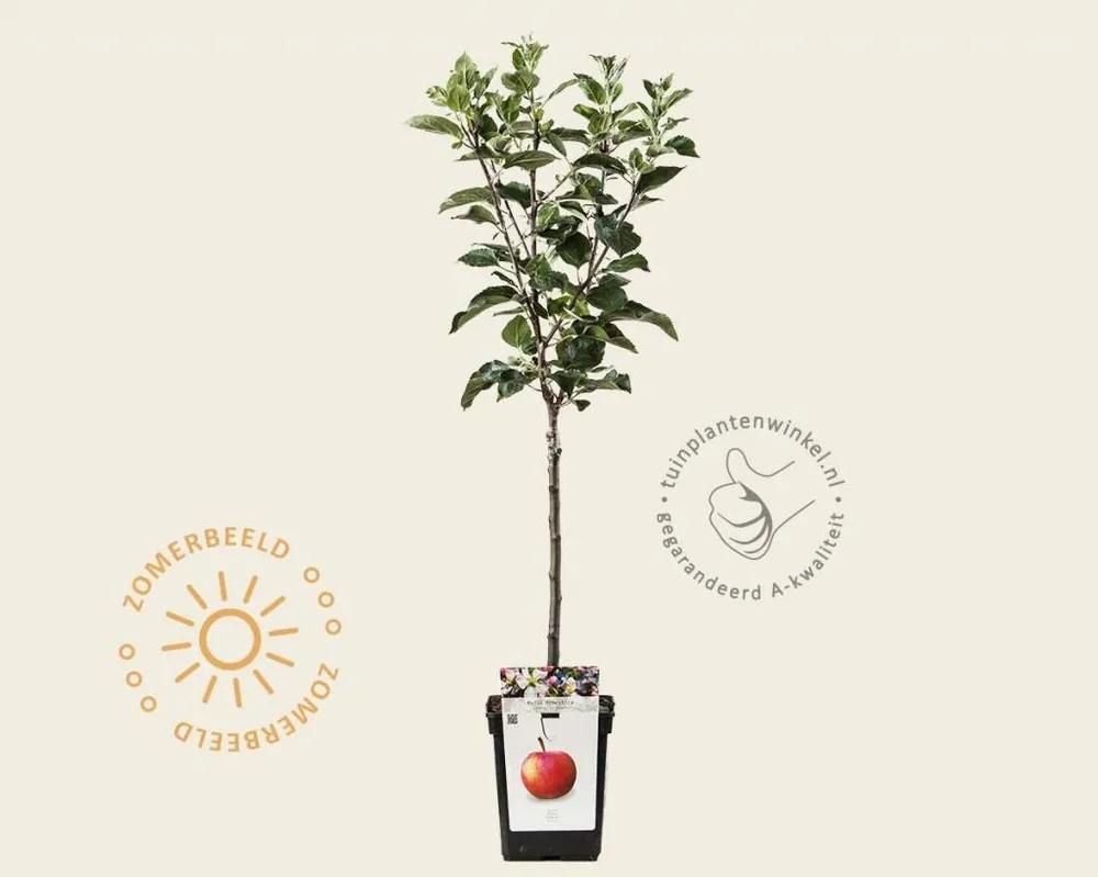 Superprijs | Malus domestica ‘James Grieve‘ - mini
