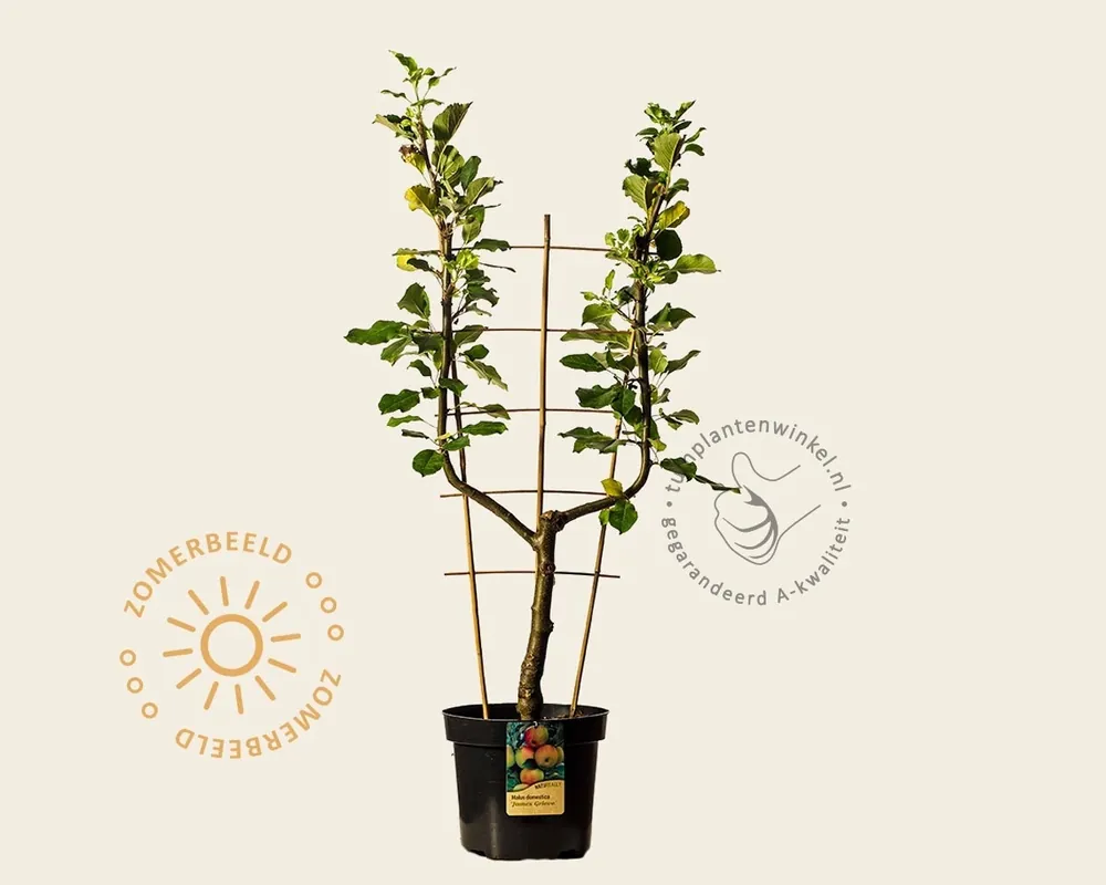Net gelanceerd - Malus domestica ‘James Grieve‘ - U-vorm