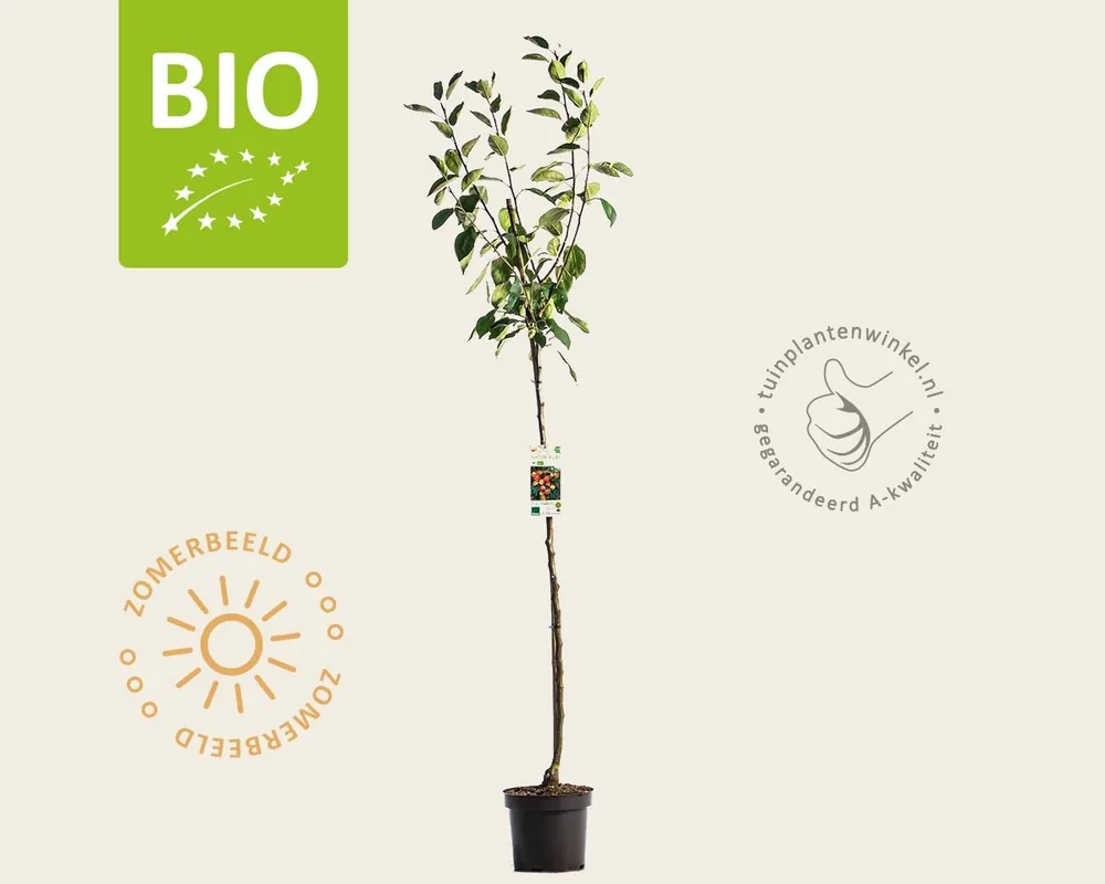 Pak je kans | Malus domestica ‘Jonagold‘ - BIO halfstam