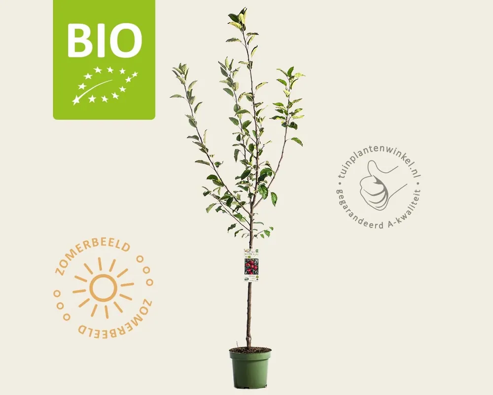 Net binnen | Malus domestica ‘Jonagold‘ - BIO laagstam