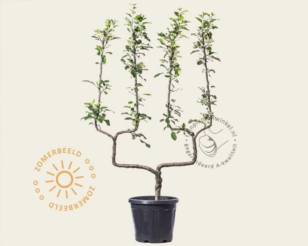 Malus domestica ‘Jonagold‘ - dubbele U-vorm | Beperkte voorraad