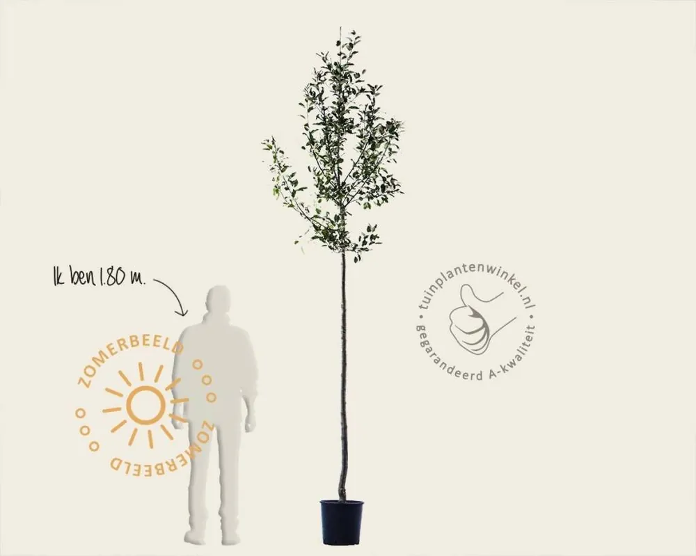 Nu beschikbaar - Malus domestica ‘Jonagold‘ - hoogstam