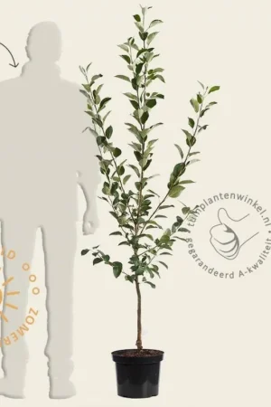 Zeer goed beoordeeld | Malus domestica ‘Jonagold‘ - laagstam