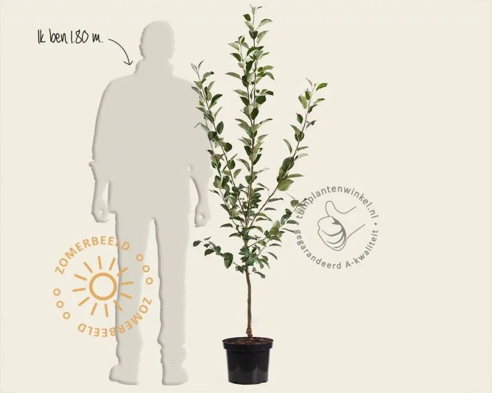 Zeer goed beoordeeld | Malus domestica ‘Jonagold‘ - laagstam