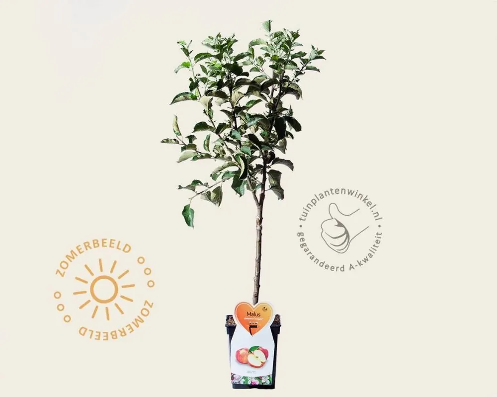 Direct bestellen | Malus domestica ‘Jonagold‘ - mini