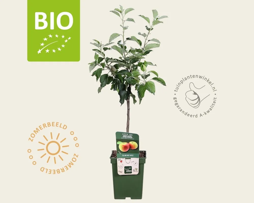 Scherpe prijs - Malus domestica ‘Jonagold‘ - BIO mini