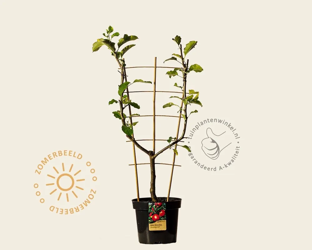 Online bestelbaar - Malus domestica ‘Jonagold‘ - U-vorm