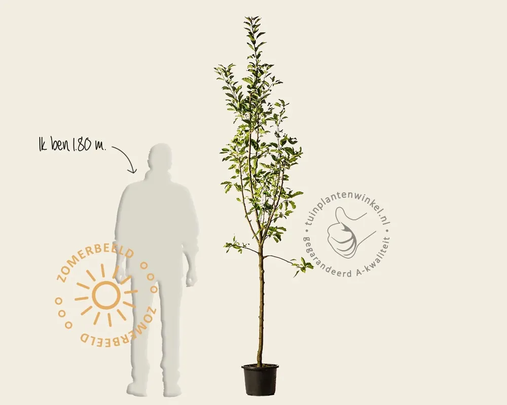 Actieprijs | Malus domestica ‘Laxton Superb‘ - halfstam
