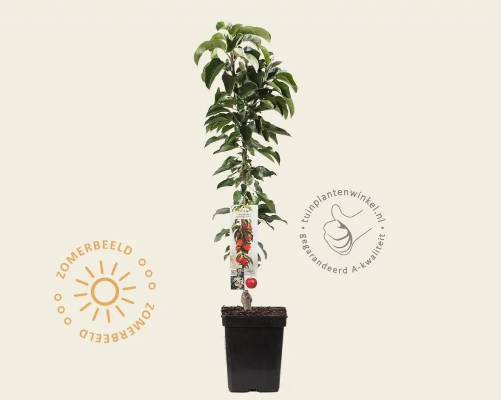 Malus domestica ‘McIntosh‘ - zuilvorm | Outlet