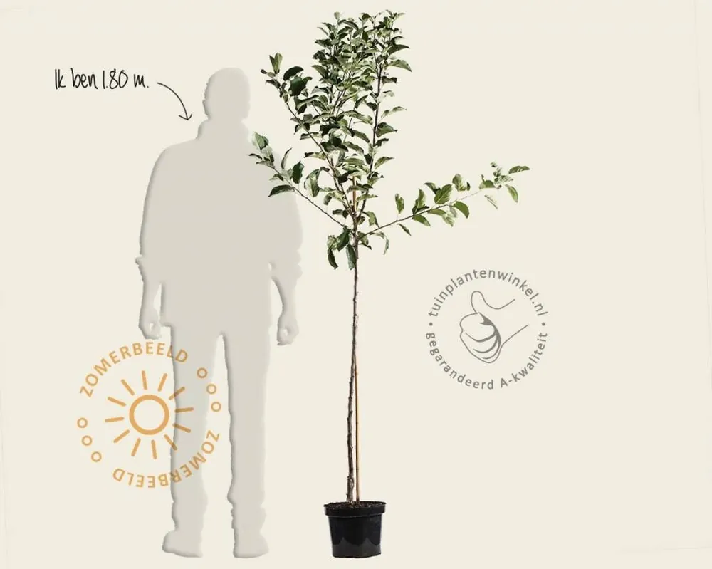 Extra korting - Malus domestica ‘Notarisappel‘ - halfstam