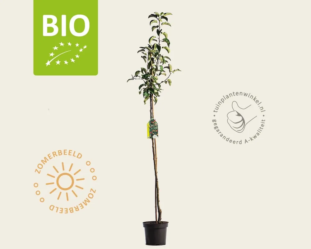 Korting | Malus domestica ‘Pinova‘ - BIO halfstam