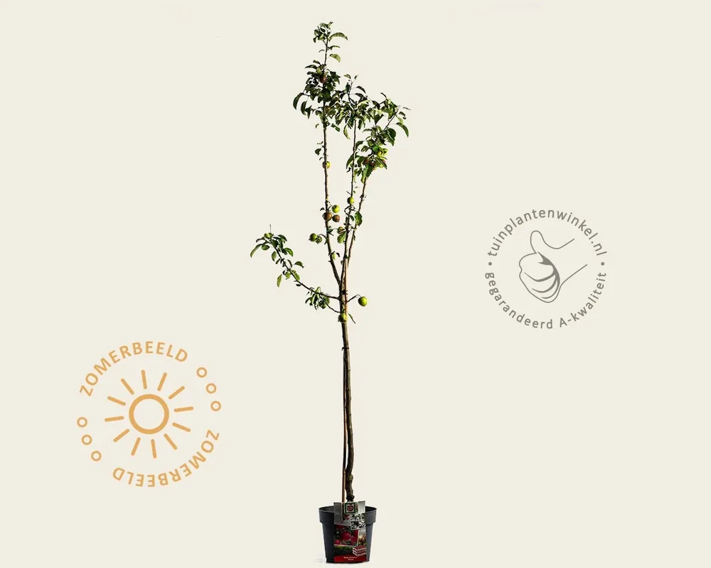 Malus domestica ‘Pinova‘ - halfstam - Bespaar nu