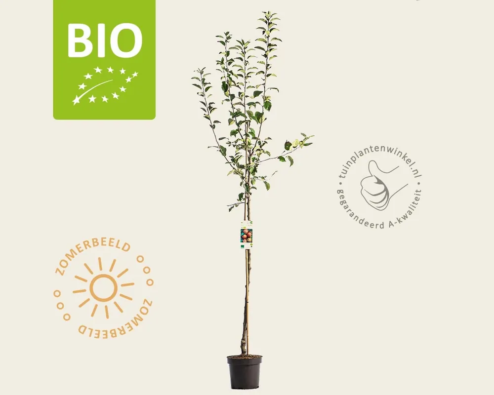 Tijdelijke aanbieding - Malus domestica ‘Rode Boskoop‘ - BIO halfstam