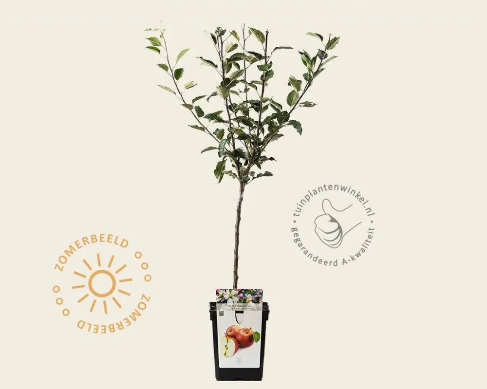 Malus domestica ‘Rode Boskoop‘ - mini | Rechtstreeks van de fabrikant