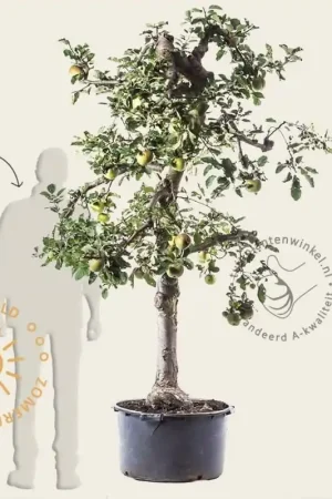 Malus domestica ‘Rode Boskoop‘ - oude laagstam - Op voorraad