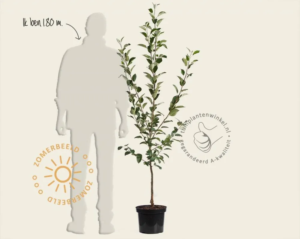 Voorraad bijna op - Malus domestica ‘Sterappel‘ - laagstam