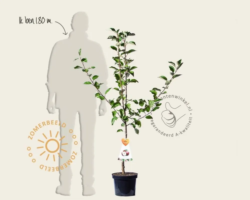 Malus domestica ‘Summerred‘ - laagstam | Premium