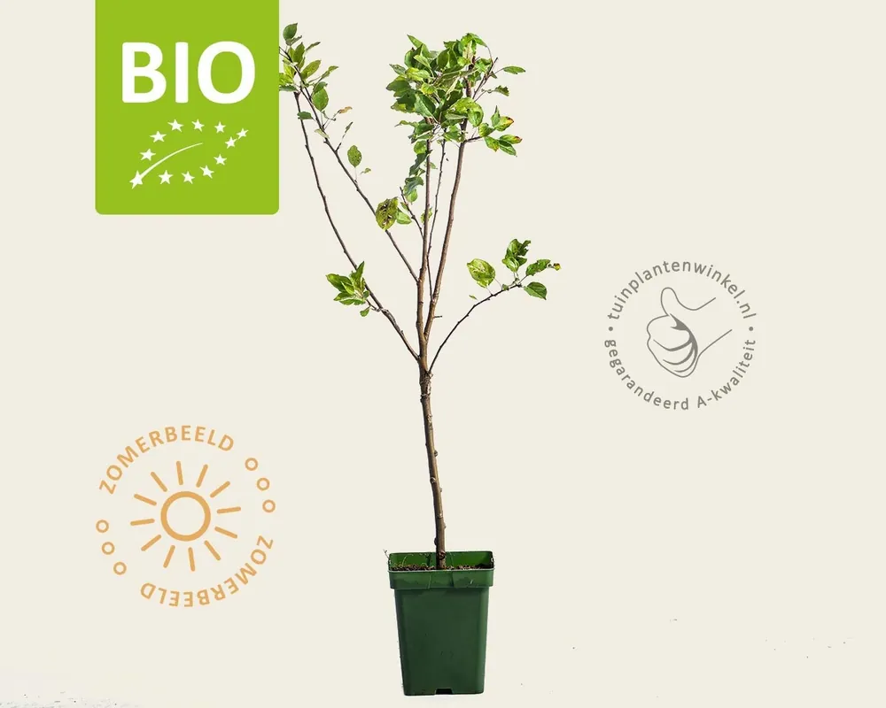 Malus domestica ‘Topaz‘ - BIO mini - Veilig winkelen