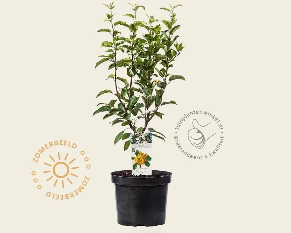 Malus ‘Golden Hornet‘ - struik | Snelle verzending