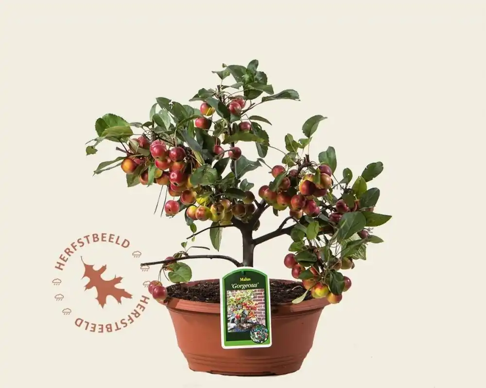Malus ‘Gorgeous‘ - bonsai in schaal | Rechtstreeks van de fabrikant