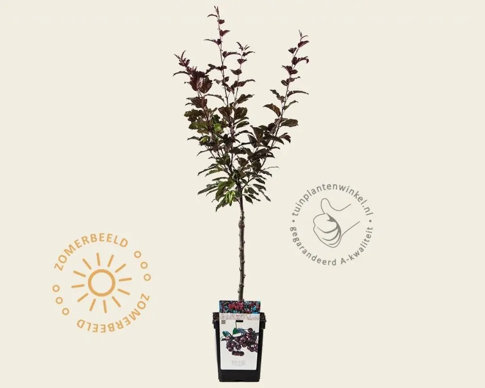 Malus ‘Liset‘ - mini | Bestel nu