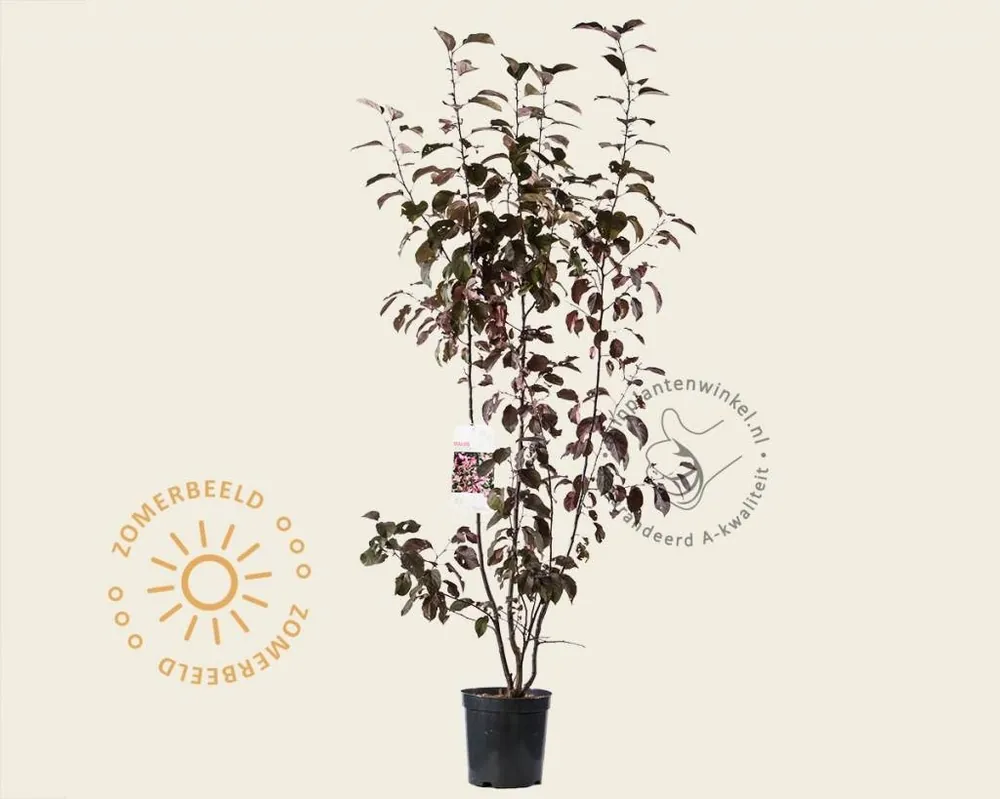 Nieuw in het assortiment - Malus ‘Mokum‘