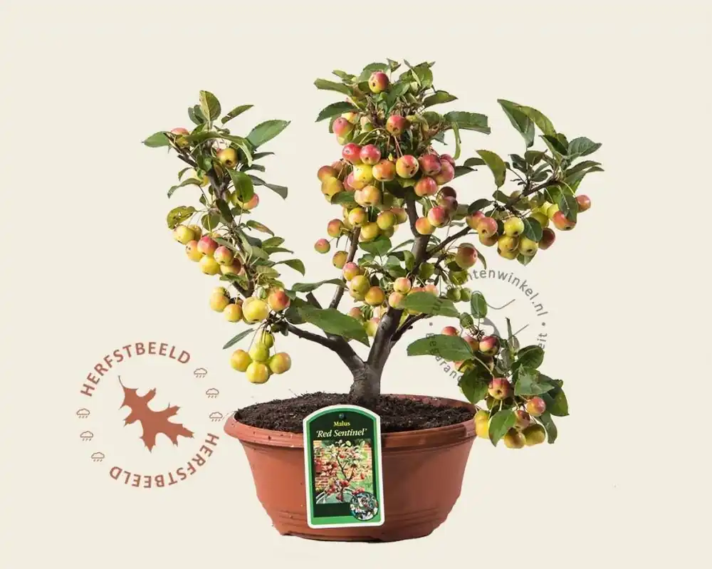 Rechtstreeks uit de fabriek - Malus ‘Red Sentinel‘ - bonsai in schaal